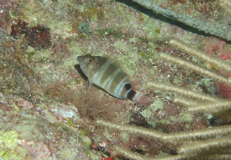 Redspotted Hawkfish (Amblycirrhitus pinos)