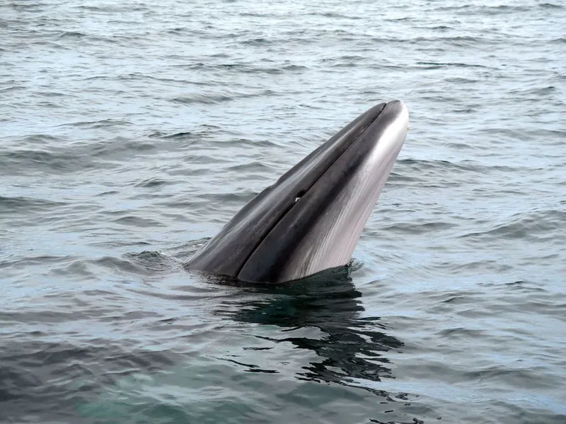 Minke Whale (Balaenoptera acutorostrata)