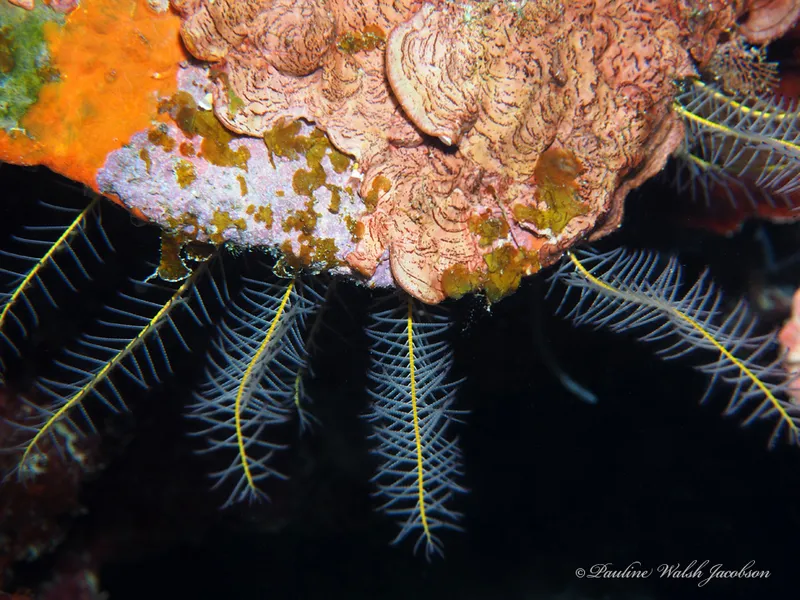 Beaded Crinoid (Davidaster discoideus)