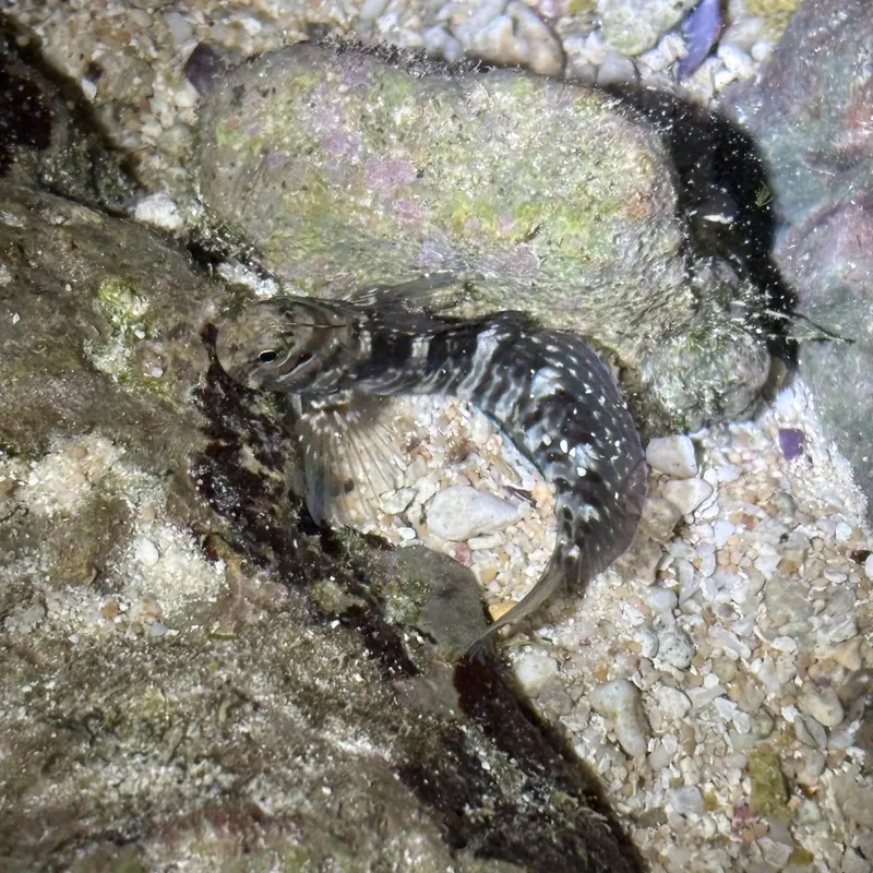 Rippled Rockskipper (Istiblennius edentulus)