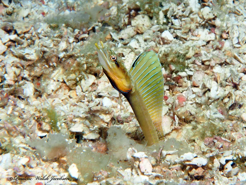 Yellowface Pikeblenny (Chaenopsis limbaughi)