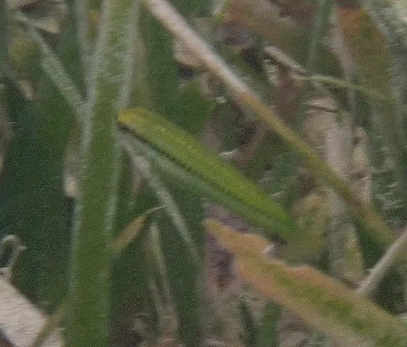 Slippery Dick (Halichoeres bivittatus)