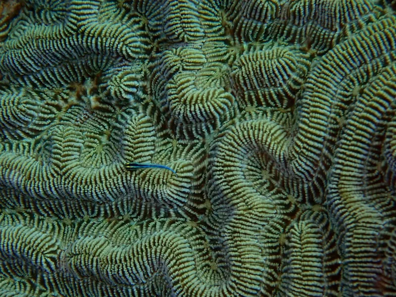Boulder Brain Coral (Colpophyllia natans)