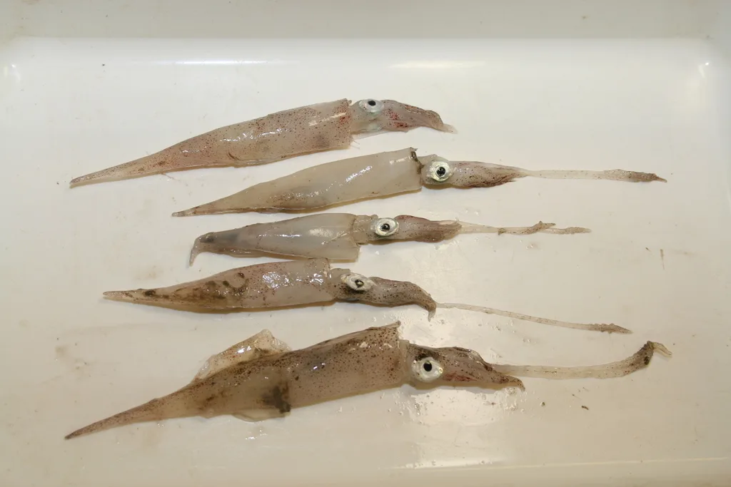 European Common Squid (Alloteuthis subulata)