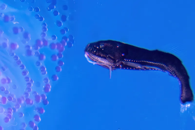 Scanty Snaggletooth (Astronesthes oligoa)