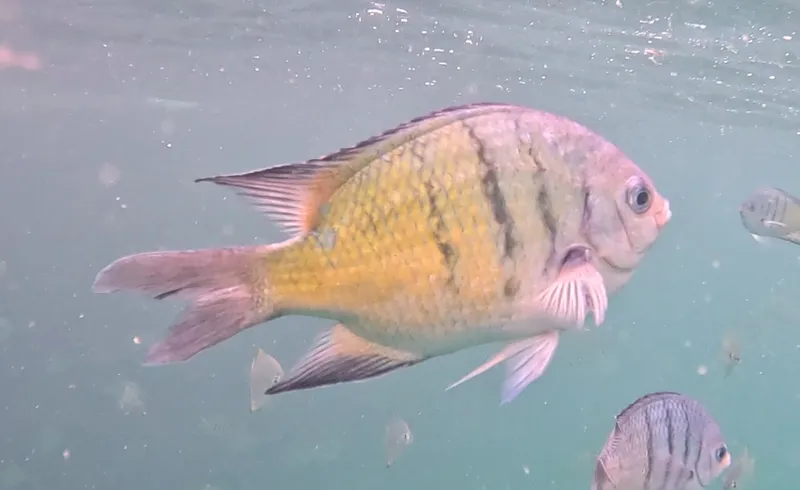 Whitley's Seargent (Abudefduf whitleyi)