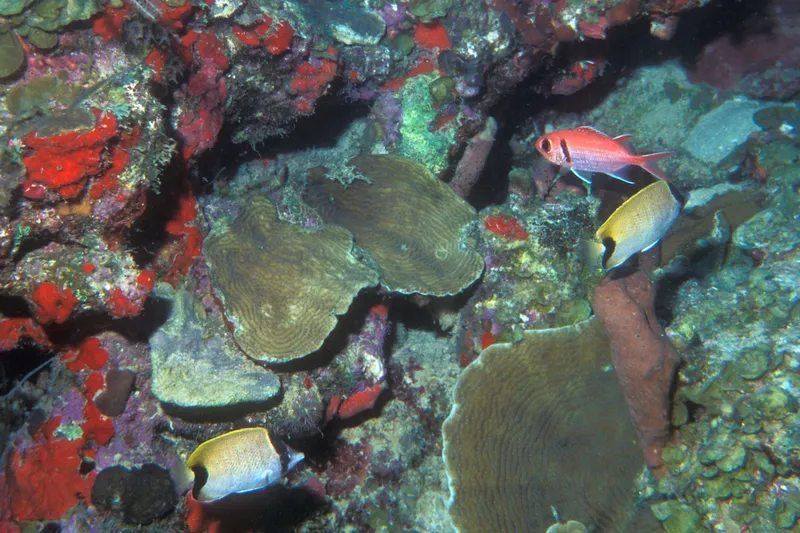 Reef Butterflyfish (Chaetodon sedentarius)
