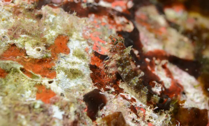 Windward Triplefin (Enneanectes wilki)