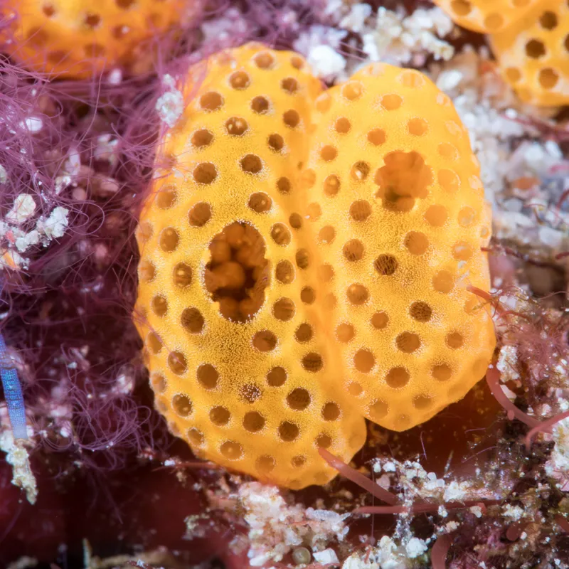 White Speck Tunicate (Didemnum conchyliatum)