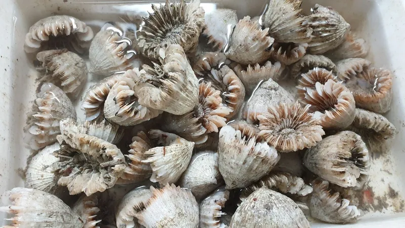 Horn Stony Coral (Caryophyllia (Caryophyllia) ambrosia)