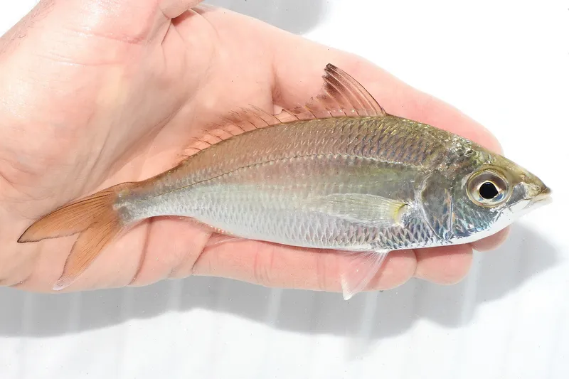 Slender Mojarra (Eucinostomus jonesii)