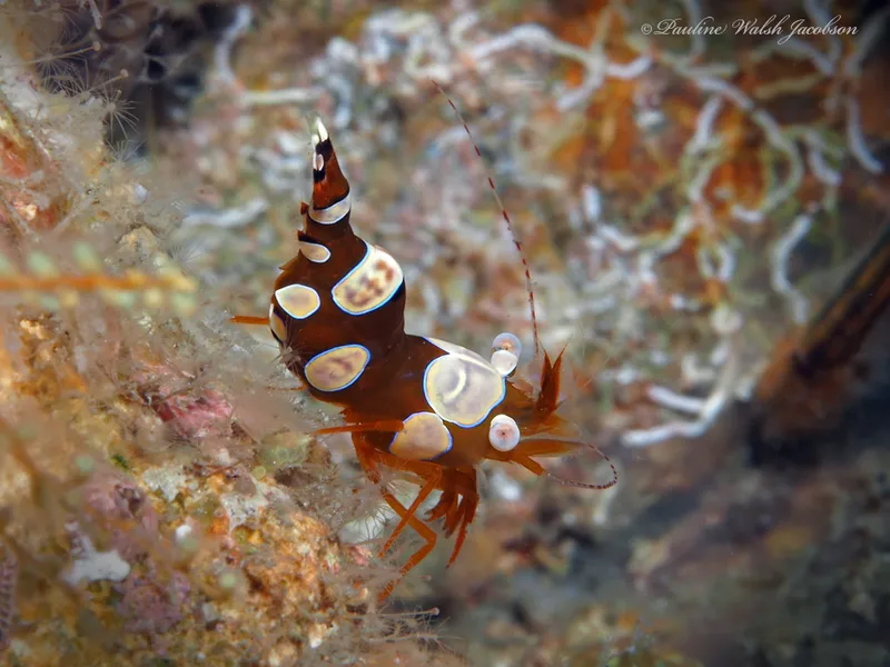 Banded-Antennae Squat Shrimp (Thor dicaprio)