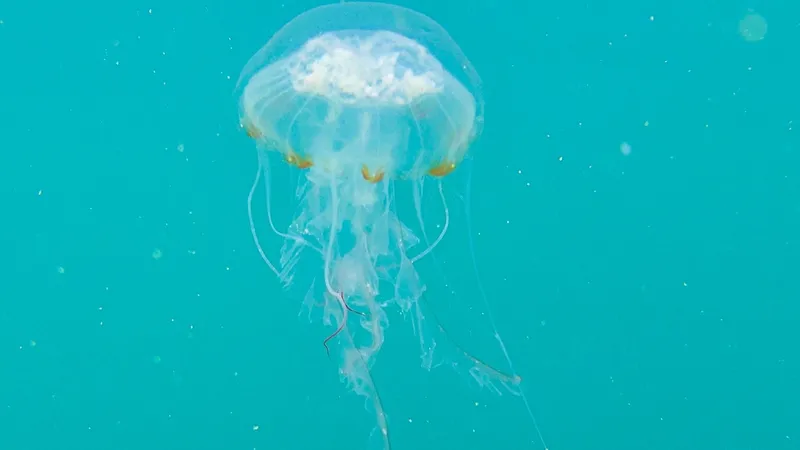 Compass Jellyfish (Chrysaora hysoscella)