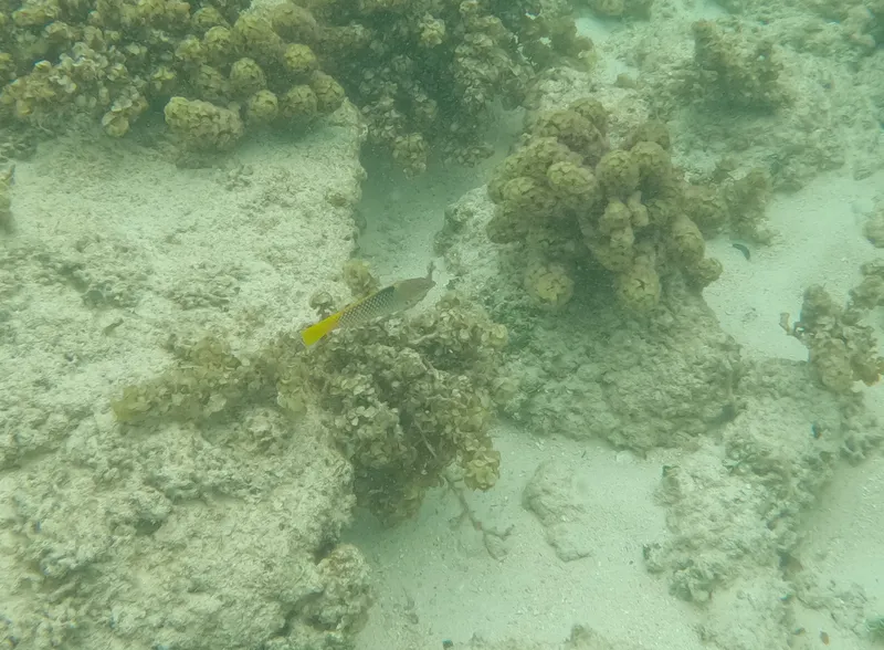 Checkerboard Wrasse (Halichoeres hortulanus)