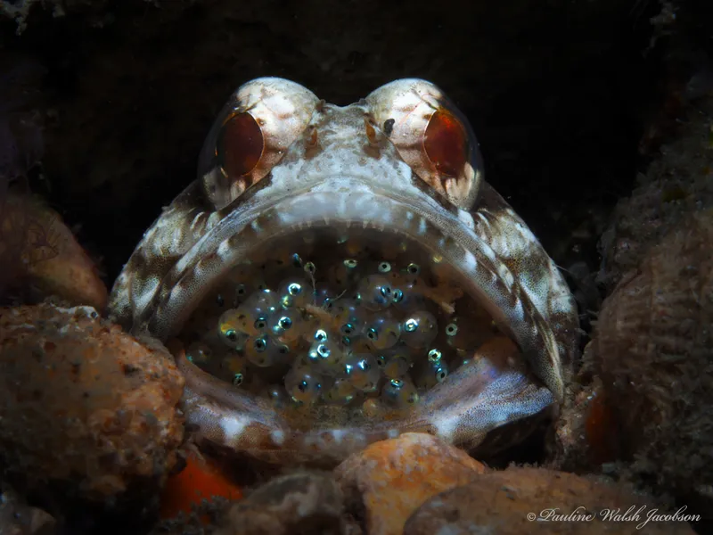 Banded Jawfish (Opistognathus macrognathus)