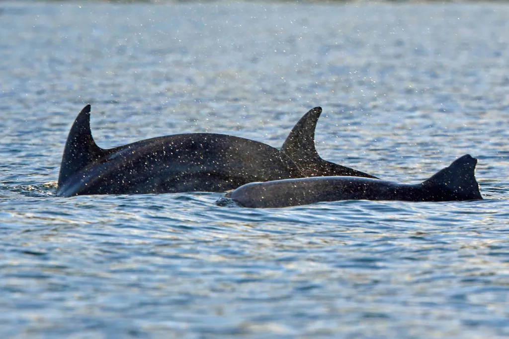 Indo-Pacific Bottlenose Dolphin (Tursiops aduncus)