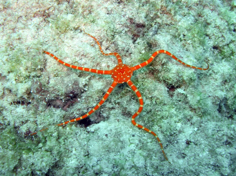 Ruby Brittle Star (Ophioderma rubicundum)