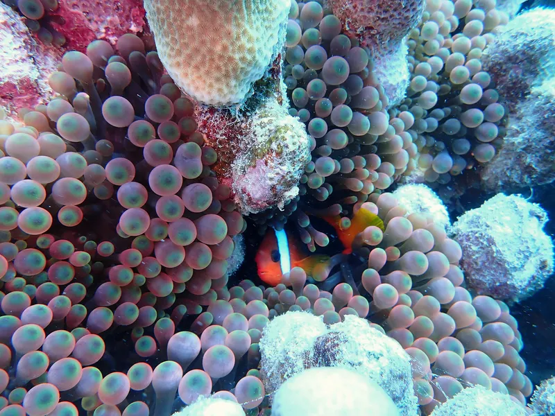Cinnamon Clownfish (Amphiprion melanopus)