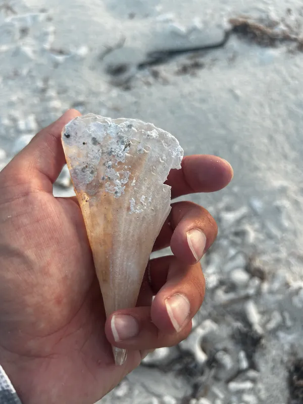 Amber Pen Shell (Pinna carnea)