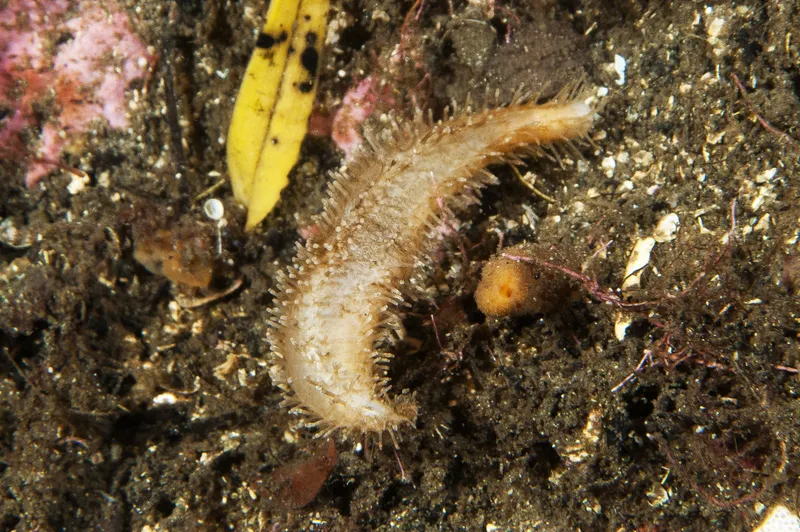 Amphicyclus thomsoni