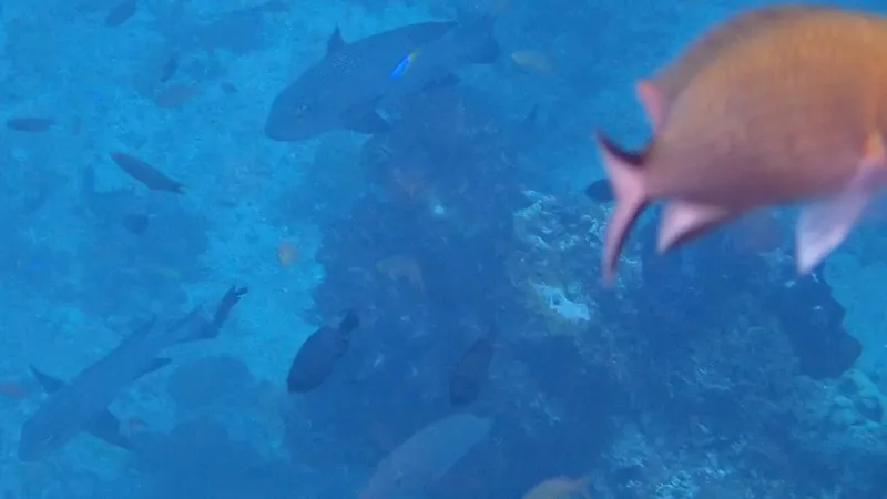 Black and White Snapper (Macolor macularis)