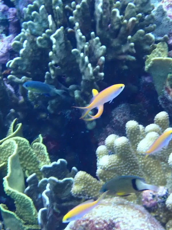 Yellowback Basslet (Nemanthias bicolor)