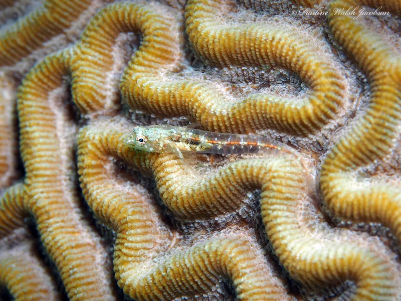 Shorthead Blenny (Emblemariopsis bottomei)