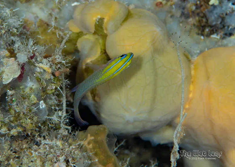 Threeline Basslet (Lipogramma trilineata)