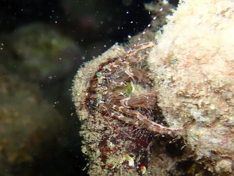 Rocky-Shore Hermit Crab (Pagurus anachoretus)