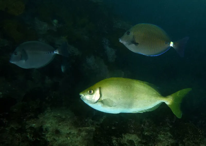 Mottled Spinefoot (Siganus fuscescens)