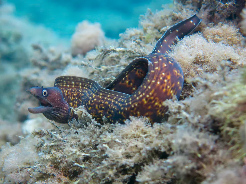 Mediterranean Moray (Muraena helena)