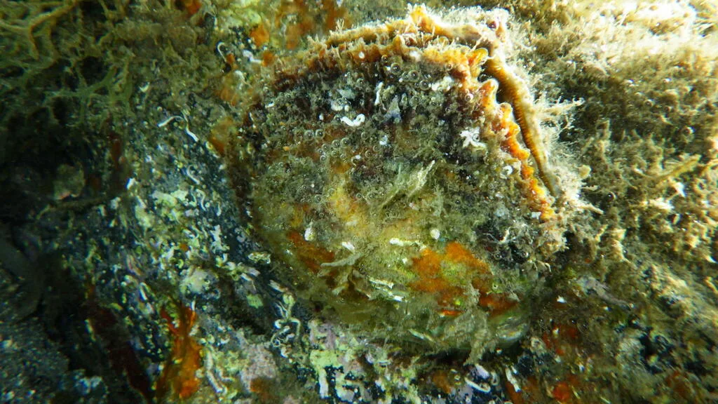 Common Oyster (Ostrea edulis)