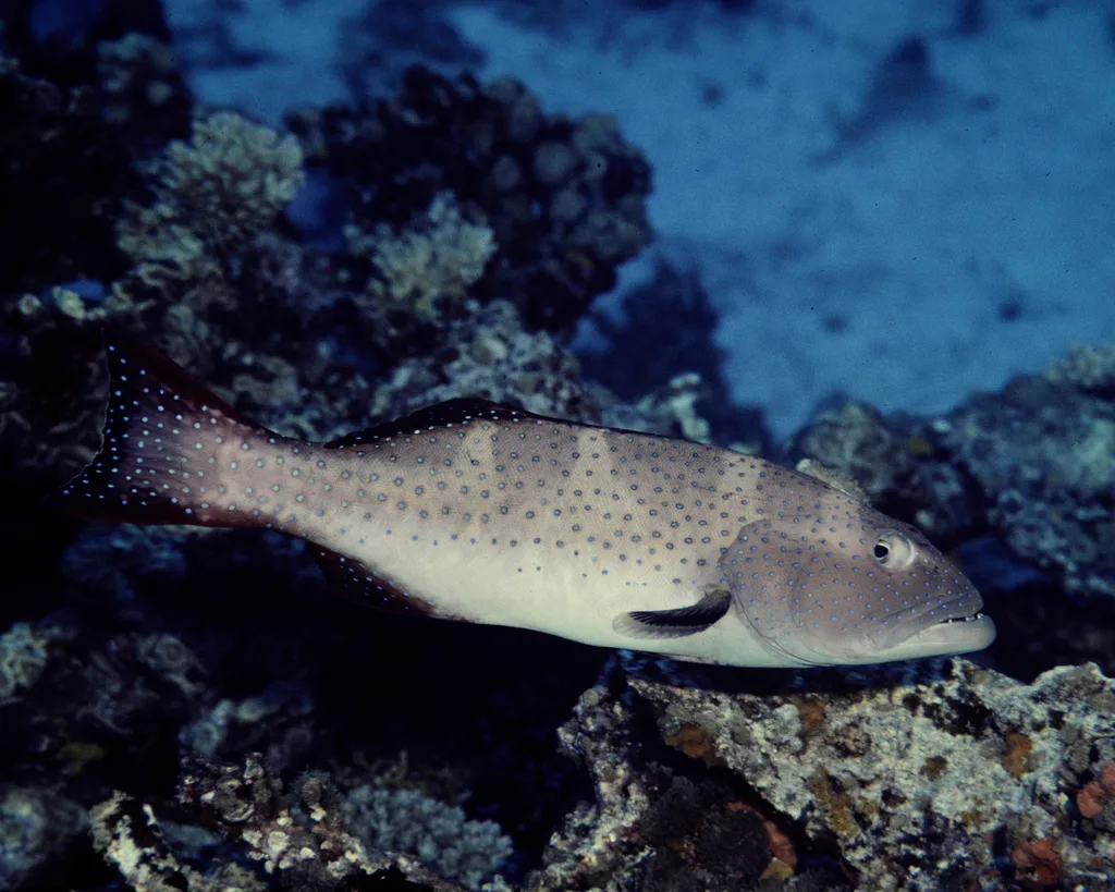 Blacksaddled Coralgrouper (Plectropomus laevis)