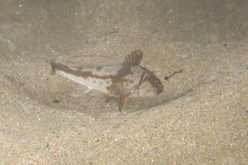 Shi Drum (Umbrina cirrosa)