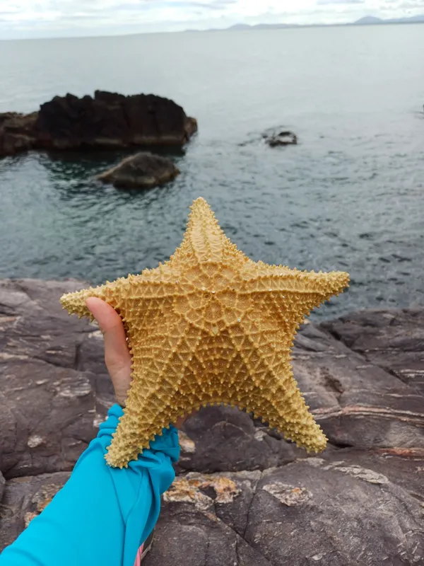 Cushion Sea Star (Oreaster reticulatus)