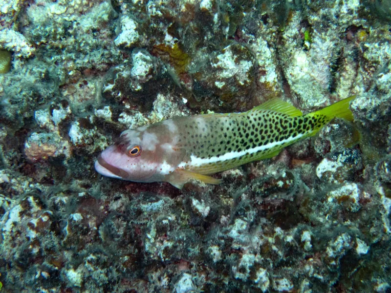 Halfspotted Hawkfish (Paracirrhites hemistictus)