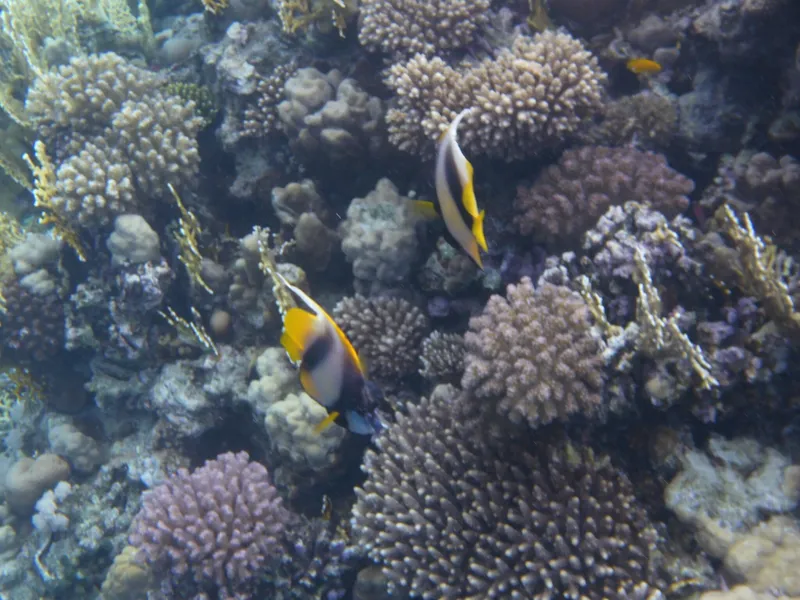 Red Sea Bannerfish (Heniochus intermedius)