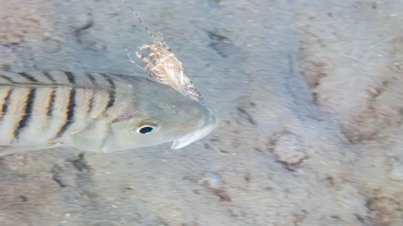 Striped Seabream (Lithognathus mormyrus)