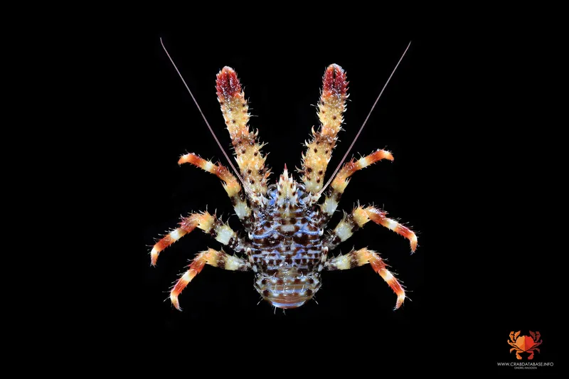 Spiny Squat Lobster (Galathea strigosa)