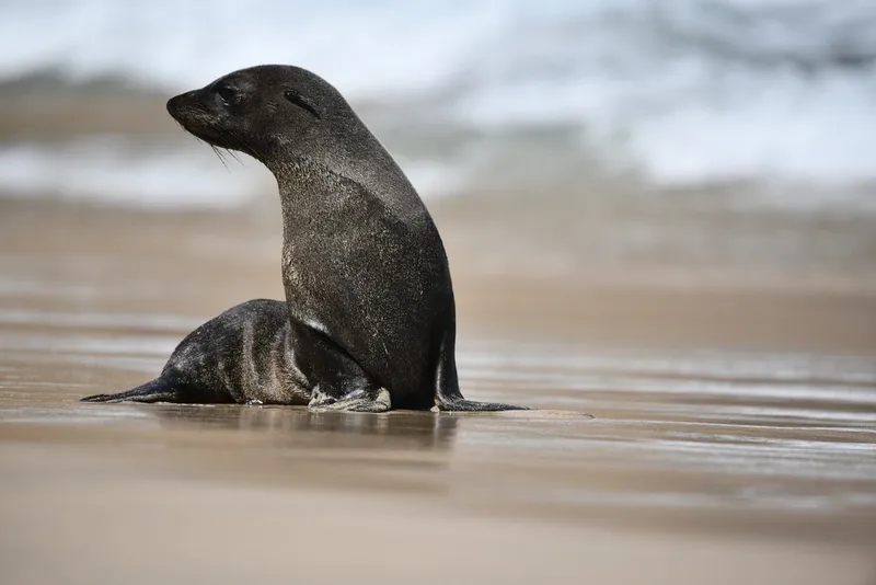 Juan Fernandez Fur Seal (Arctocephalus philippii)
