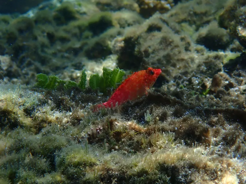 Coral Hawkfish (Cirrhitichthys oxycephalus)