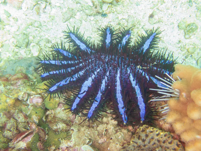 Crown-of-Thorns (Acanthaster planci)