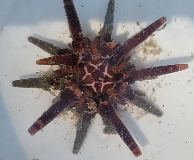 Slate Pencil Urchin (Eucidaris thouarsii)