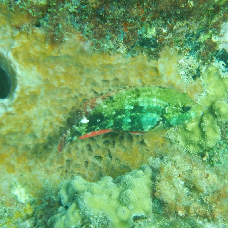 Redband Parrotfish (Sparisoma aurofrenatum)