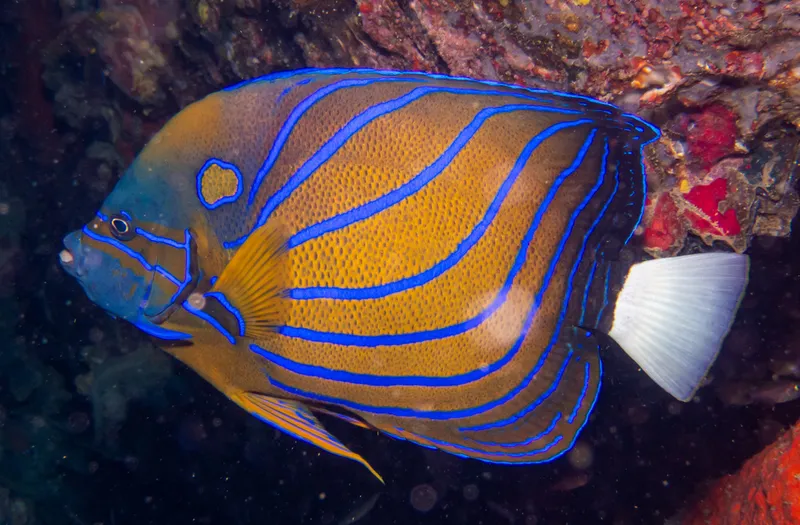 Bluering Angelfish (Pomacanthus annularis)