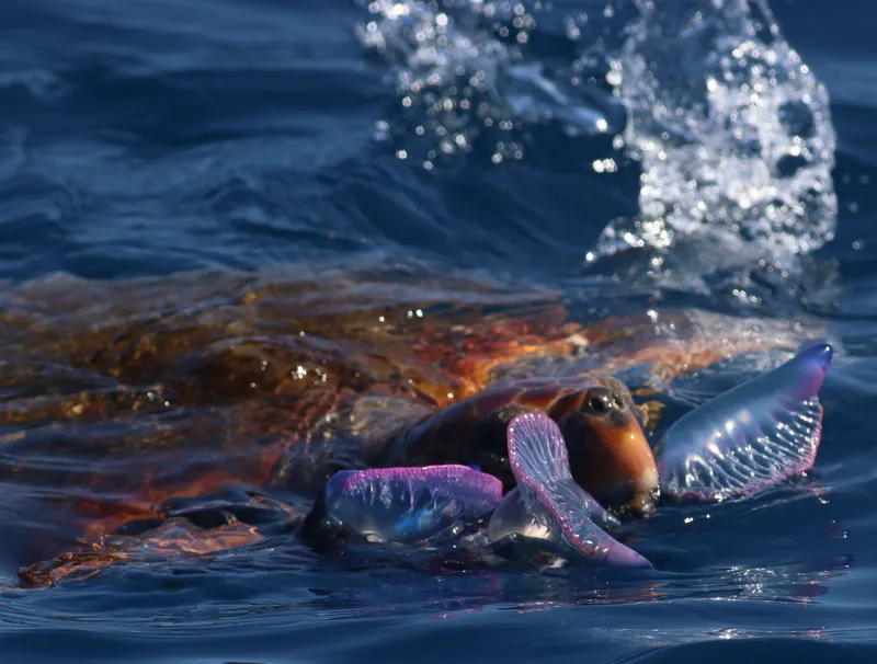 Loggerhead Sea Turtle (Caretta caretta)