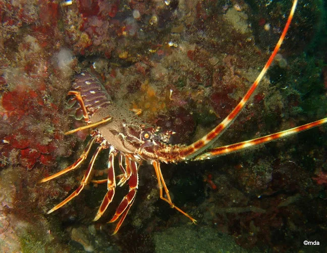 Common Crawfish (Palinurus elephas)