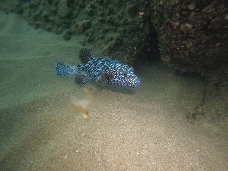 Guineafowl Puffer (Arothron meleagris)