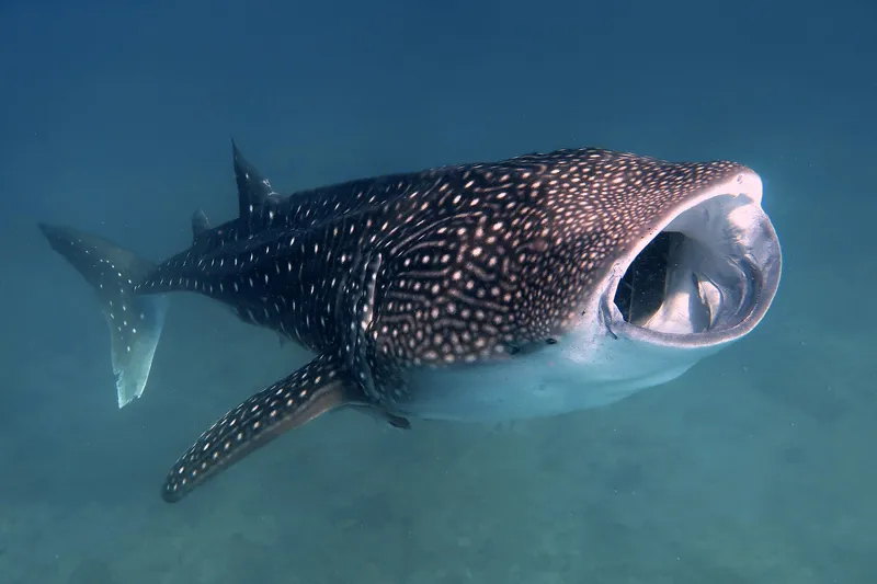 Whale Shark (Rhincodon typus)