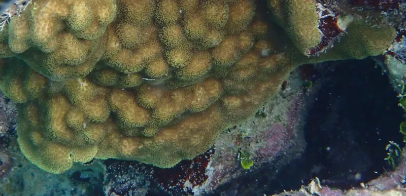 Knobby Porous Coral (Porites astreoides)